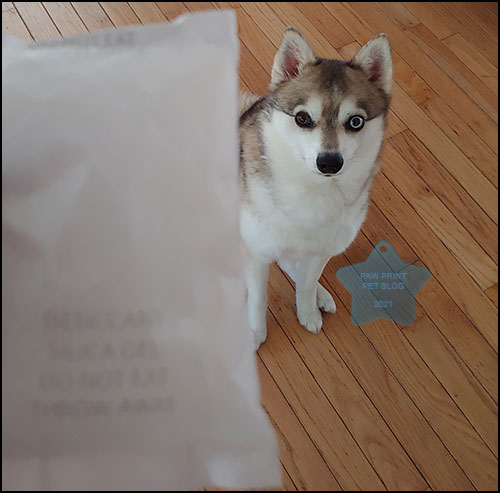 silica gel packets dog ate