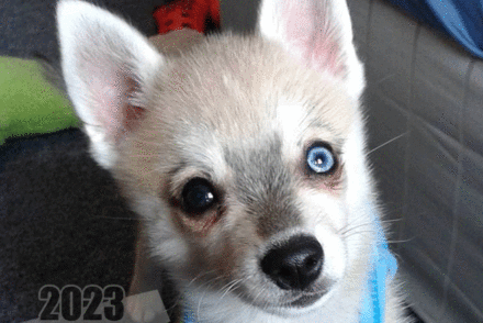 puppy owner quotes