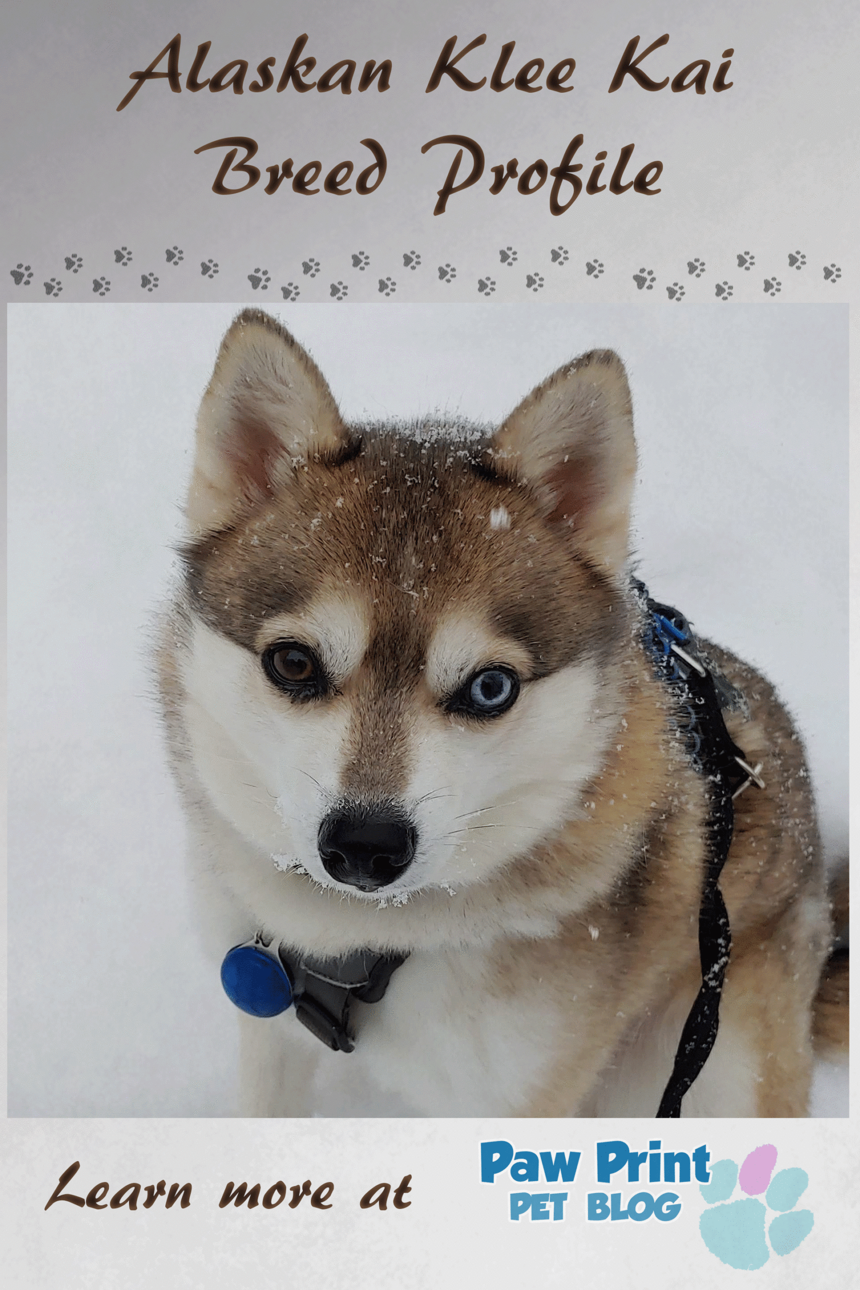 Valley Vetco - 🐶🐾SPOTLIGHT ON THE ALASKAN KLEE KAI🐾🐶 The klee kai comes  in three sizes: standard, over 15 inches up to and including 17 inches;  miniature, over 13 inches up to, kleki dog