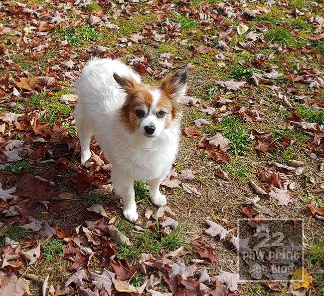 Kitsune’s IVDD Recovery Diary – Week 4