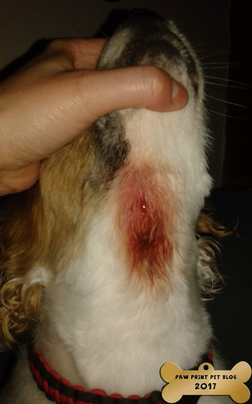 what do flea bites look like on a dog