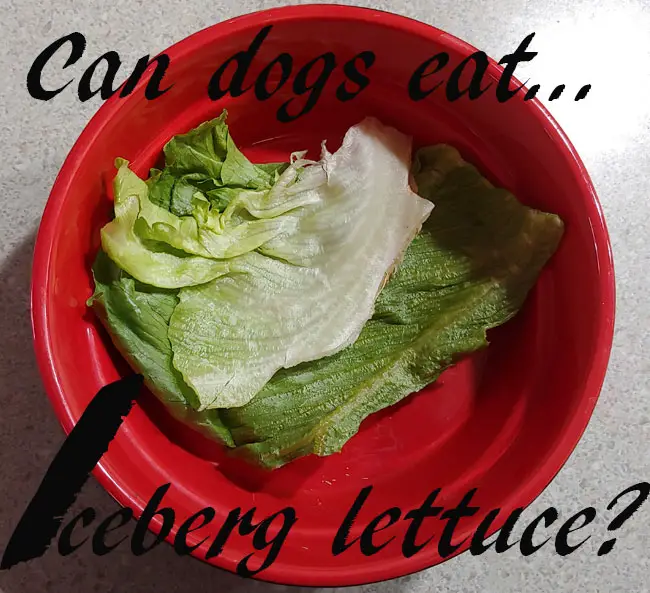 can my dog eat iceberg lettuce