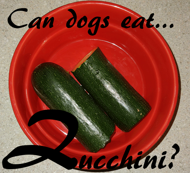 Can Dogs Eat Zucchini Paw Print