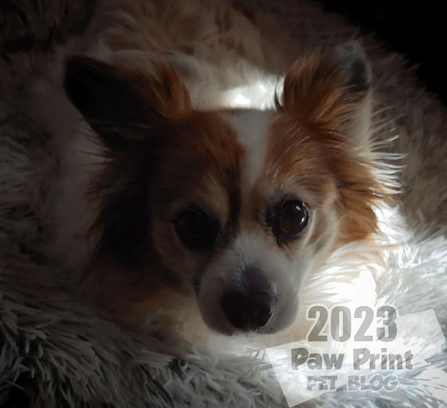Reflecting Back on The April A to Z Challenge & Blog Updates
