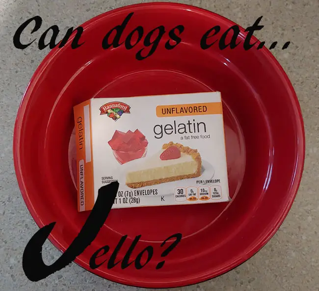 Can Dogs Eat Jello? – Paw Print