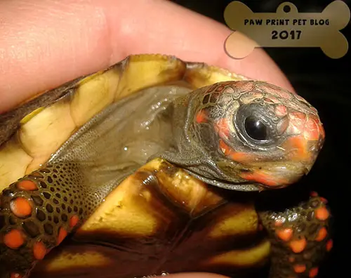 Soaking Bathing Red Footed Tortoises Paw Print