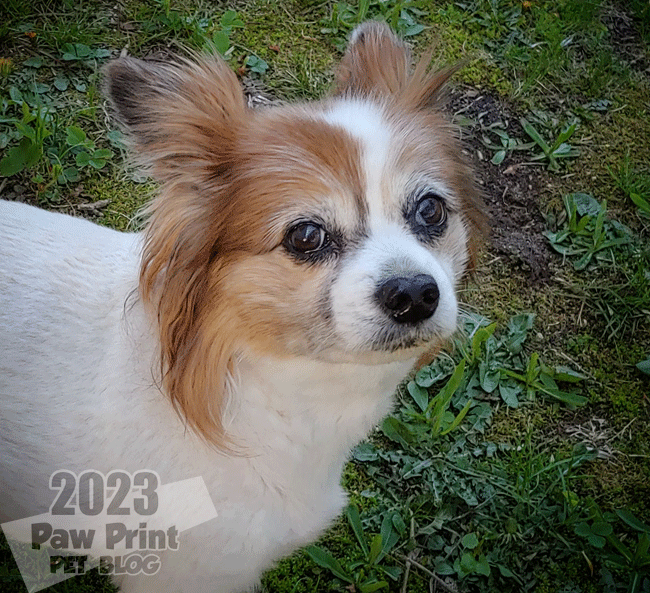 hiking small dogs summer