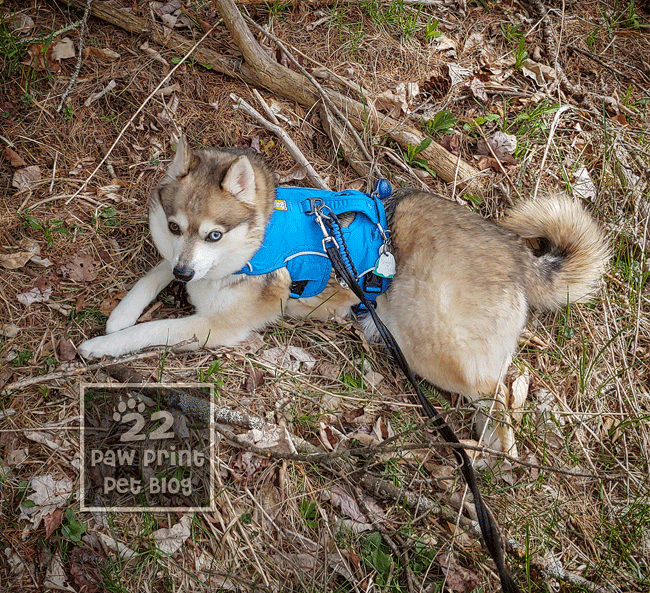 My Favorite Harnesses for Hiking with My Small Dogs Paw Print